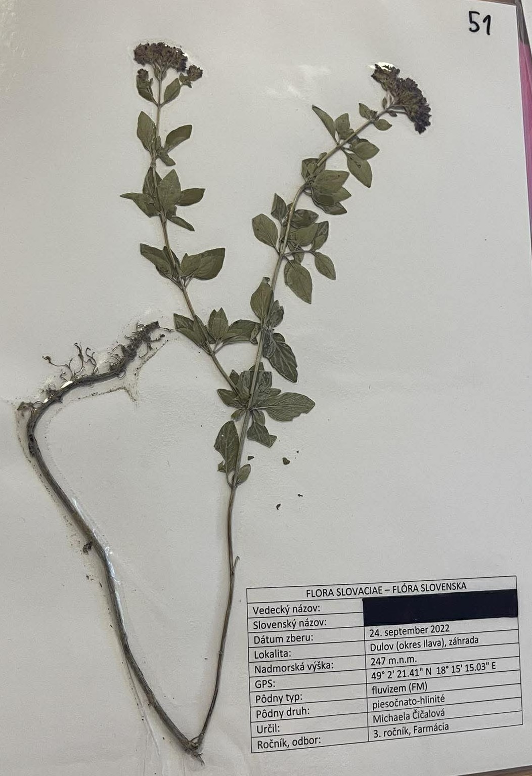 Rastlina Origanum vulgare